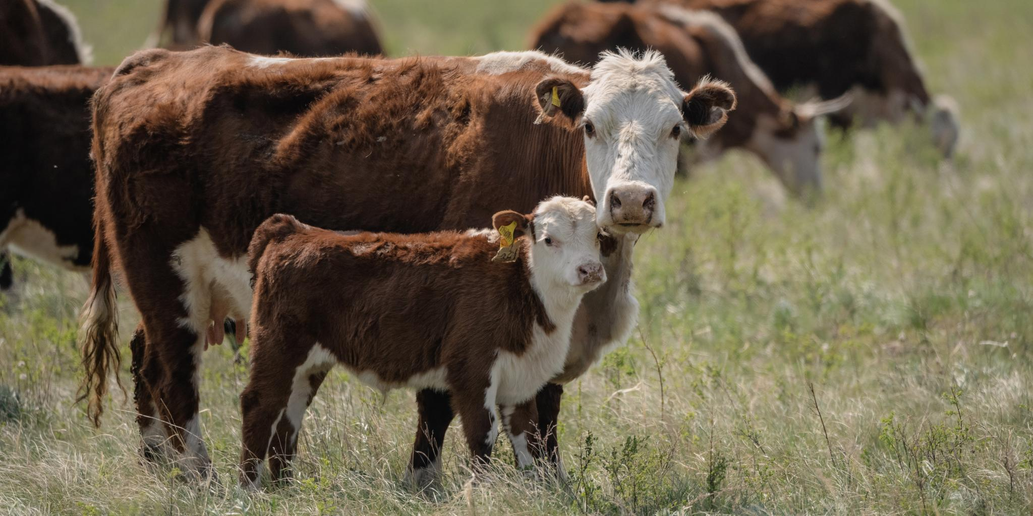 Kazakhstan to RFID-tag 90 % of livestock by 2028 in major agri-digital push